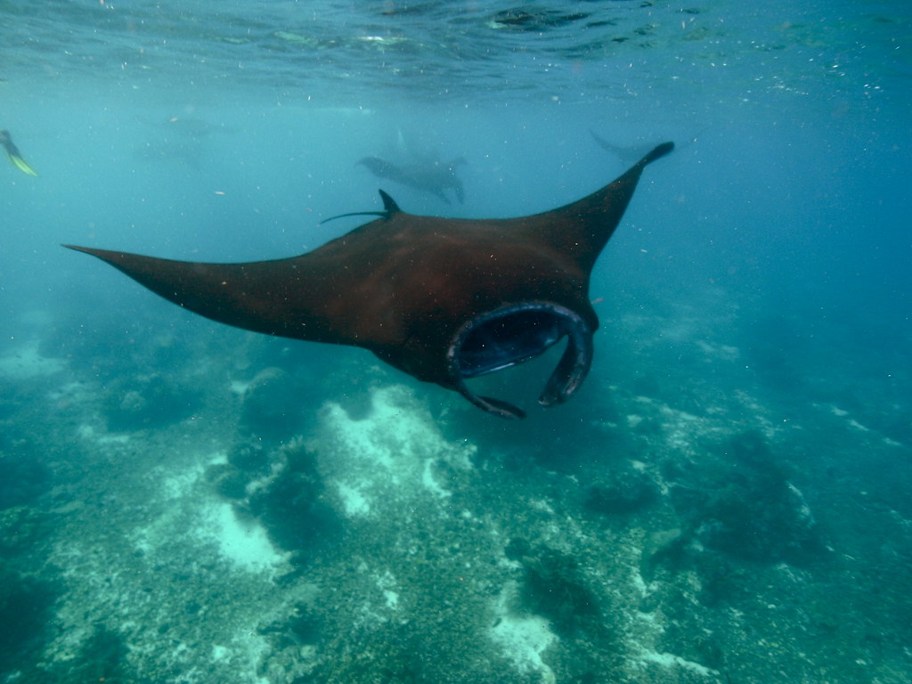 Underwater - HD Wallpaper 