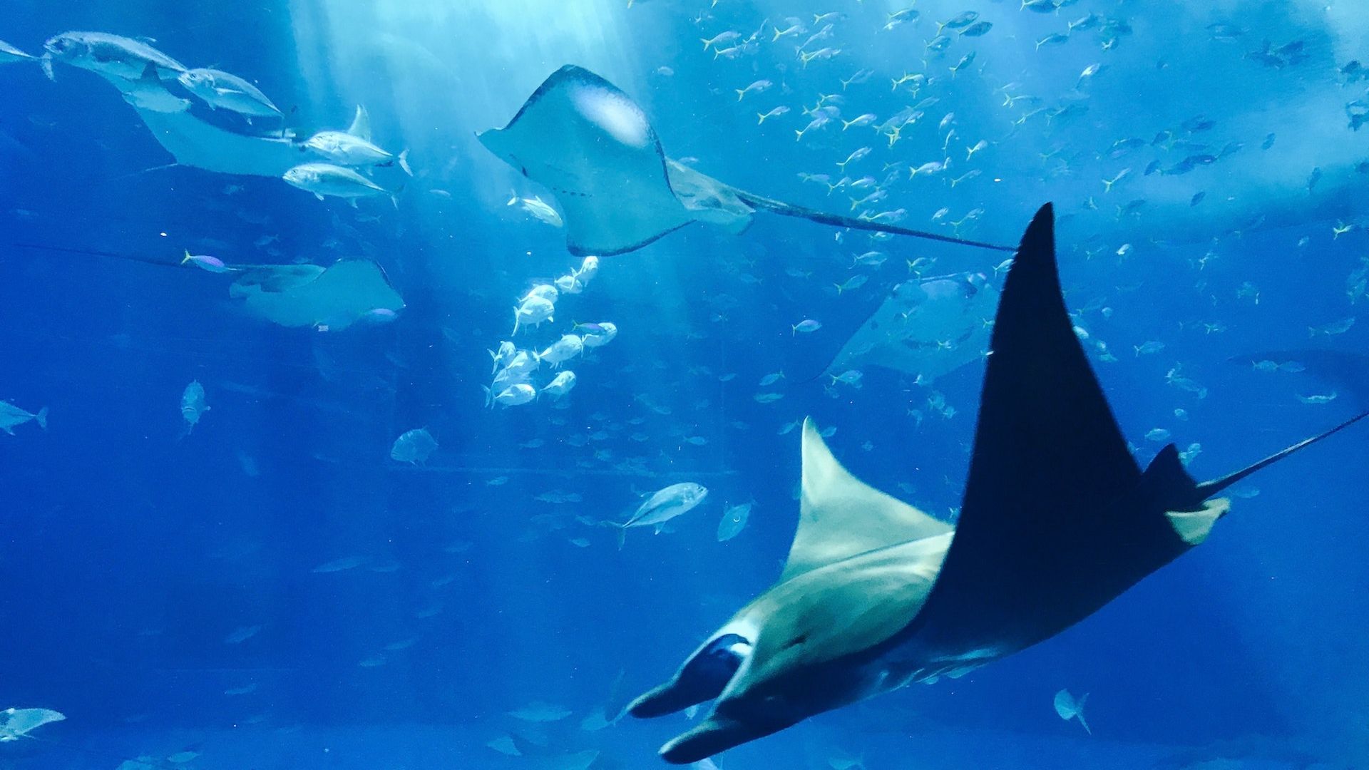 Gray Fish Underwater Photo - Underwater Stingray - HD Wallpaper 
