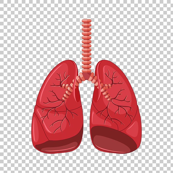 Lungs Clipart Png Image - Vivaldi Browser Logo Png - HD Wallpaper 