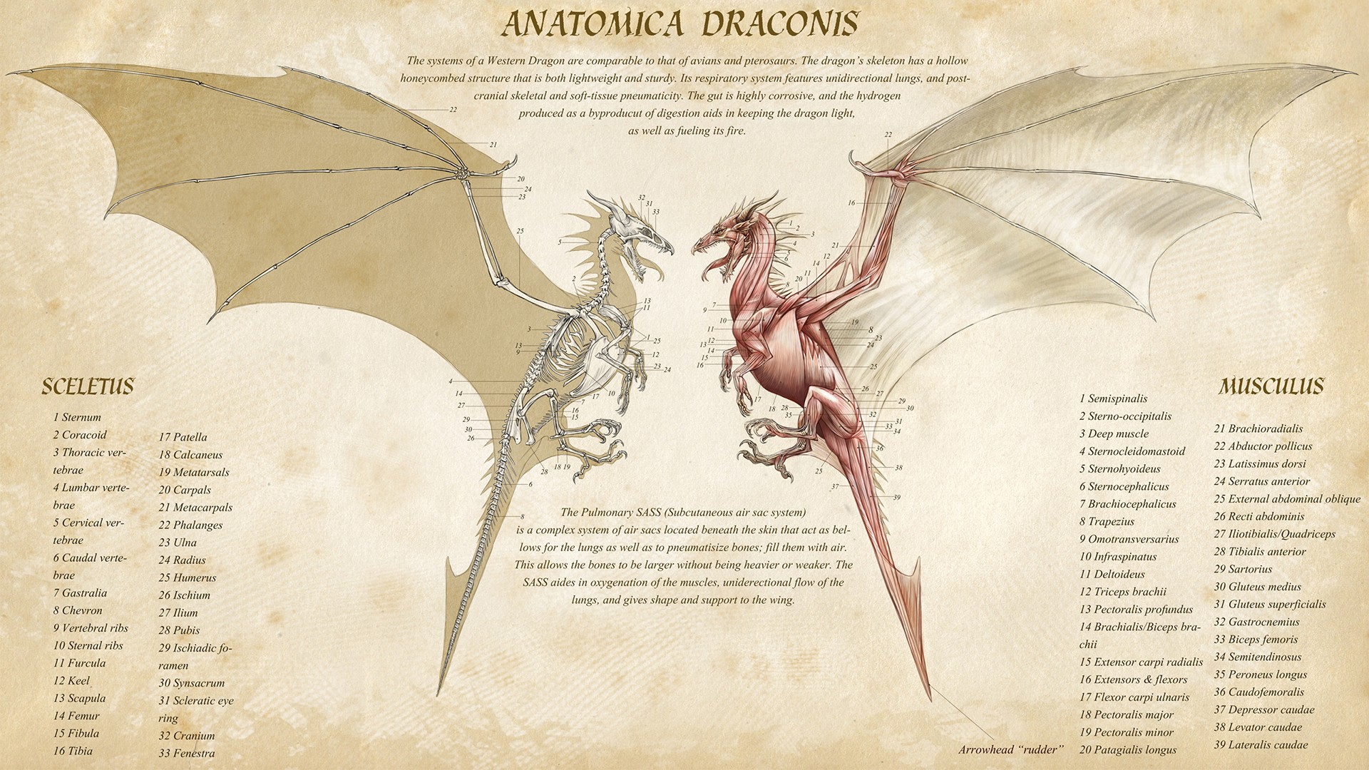 Anatomica Draconis - HD Wallpaper 