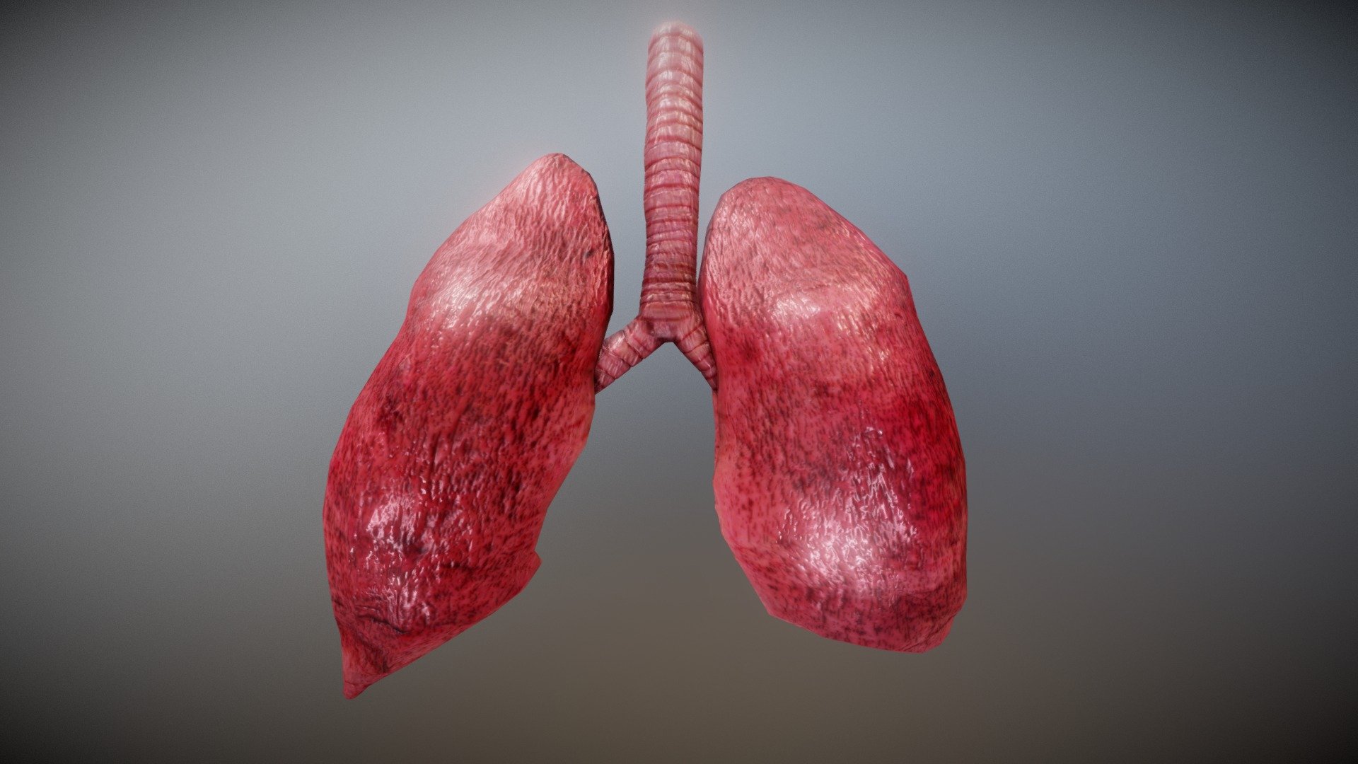 Lungs 3d Model Free - HD Wallpaper 