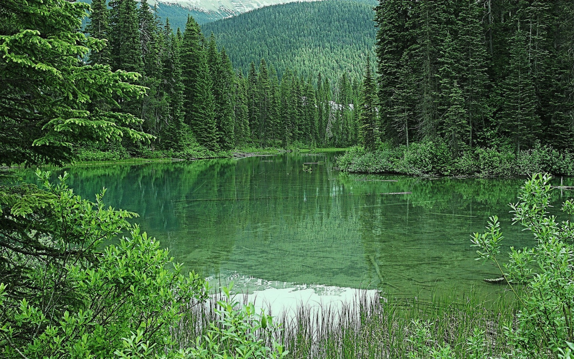 Emerald Lake, Forest, Green Trees, Green Nature, Mountain - Canada Forest - HD Wallpaper 