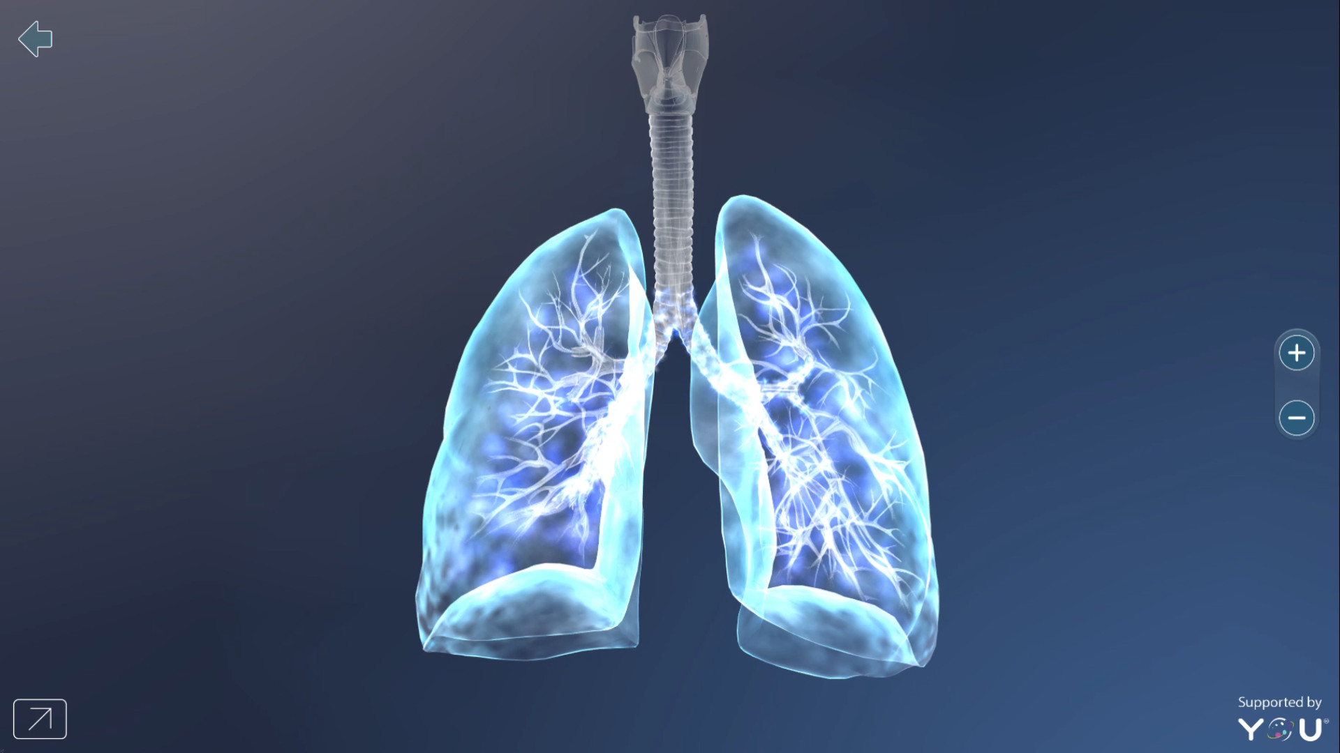 Still Life Photography - HD Wallpaper 