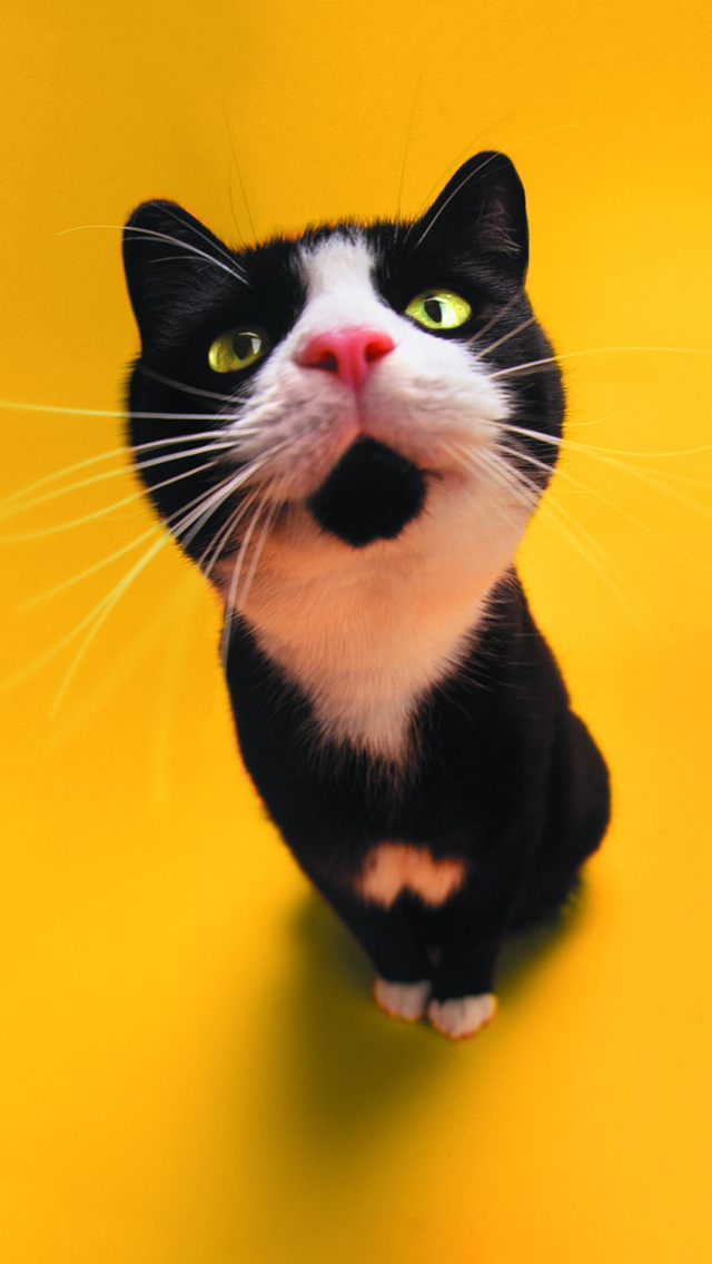 Surprise Cat Wallpaper - 720 X 1280 Hd Funny - HD Wallpaper 