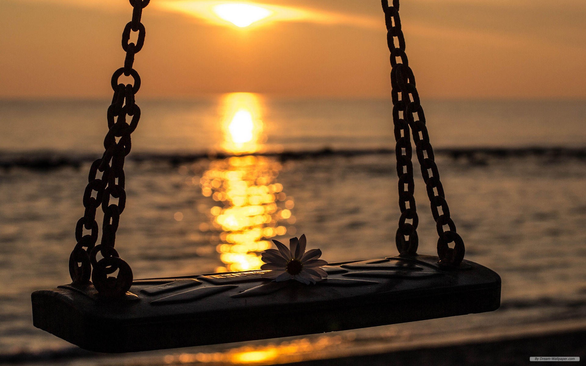 Free Photography Wallpaper - Beach Sunset With Flower - HD Wallpaper 