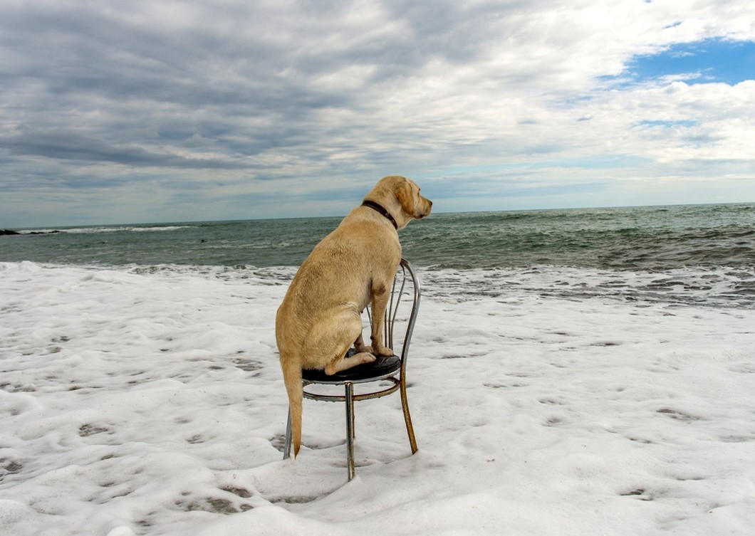 Labrador Retriever - HD Wallpaper 