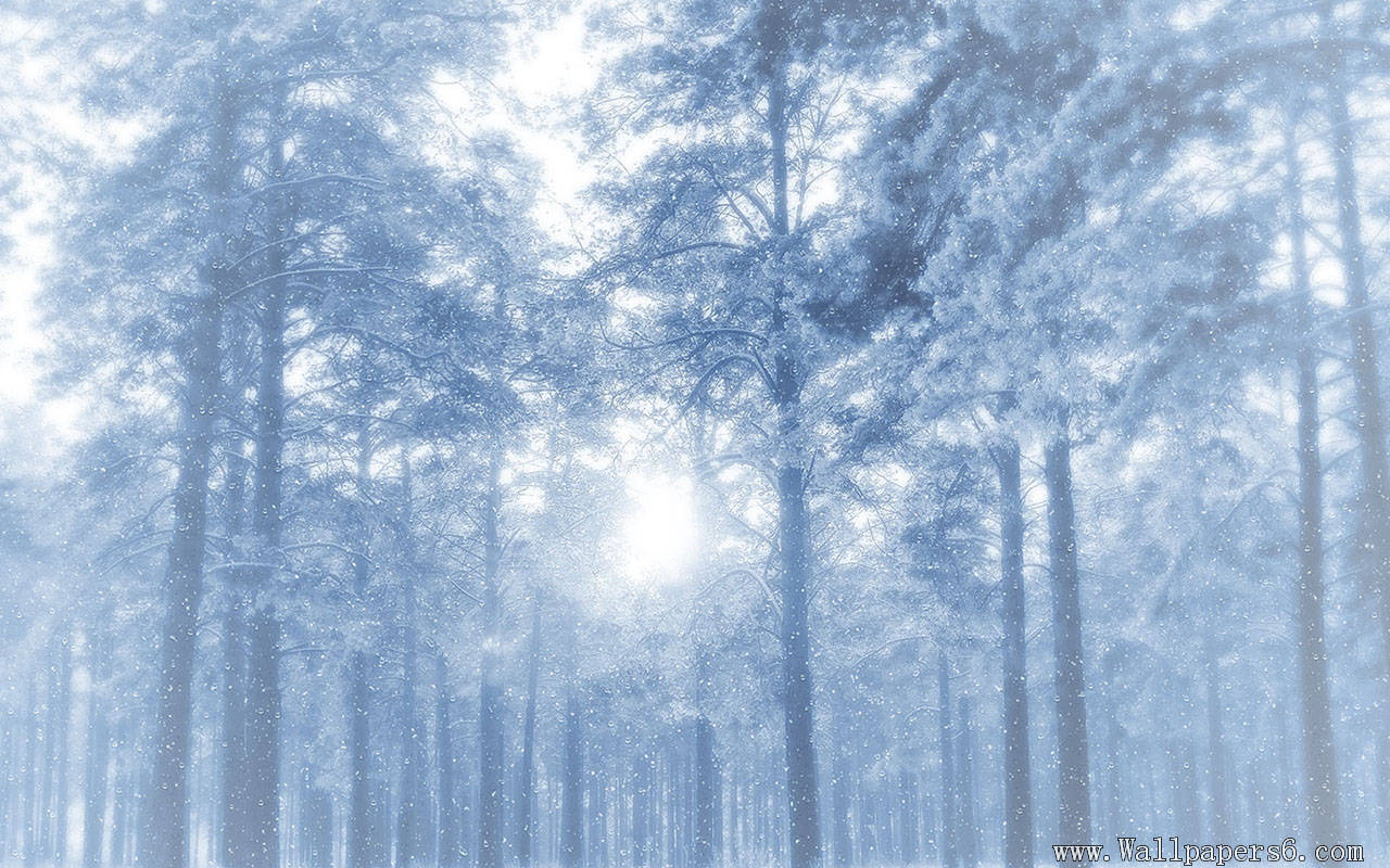 Free Downloadable Holiday Wallpapers My Kirklands Blog - Winter Forest - HD Wallpaper 