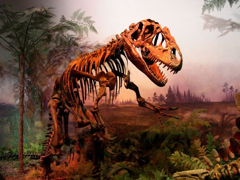 Fondos De Pantalla De De Dinosaurios - HD Wallpaper 