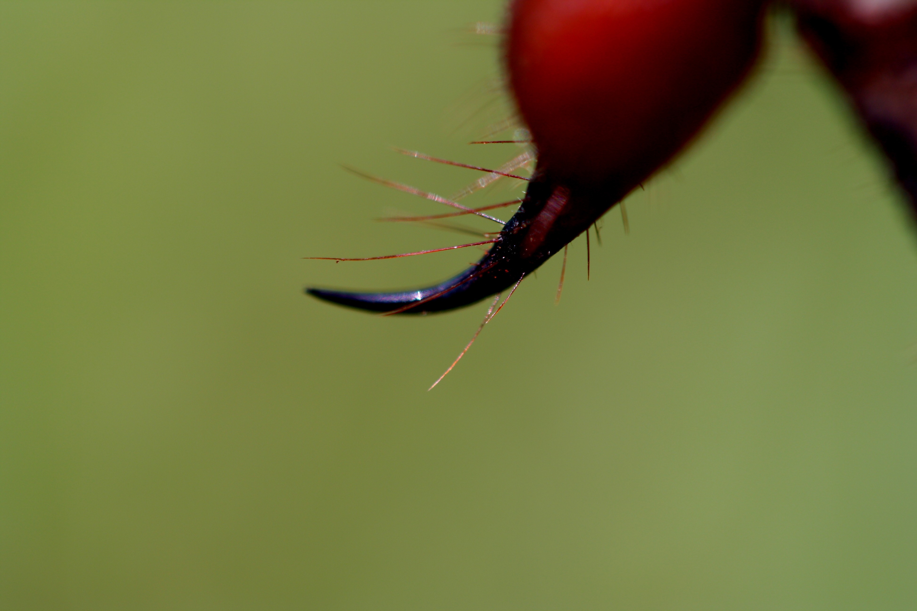 Close-up - HD Wallpaper 