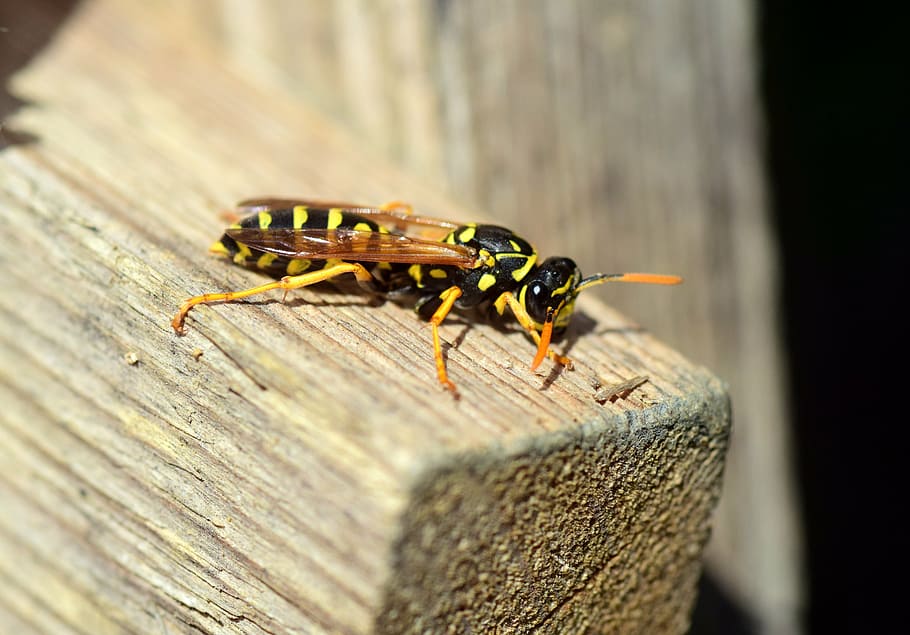 Wasp, Insect, Close, Nature, Animal, Wood, German Wasp, - Wasp - HD Wallpaper 