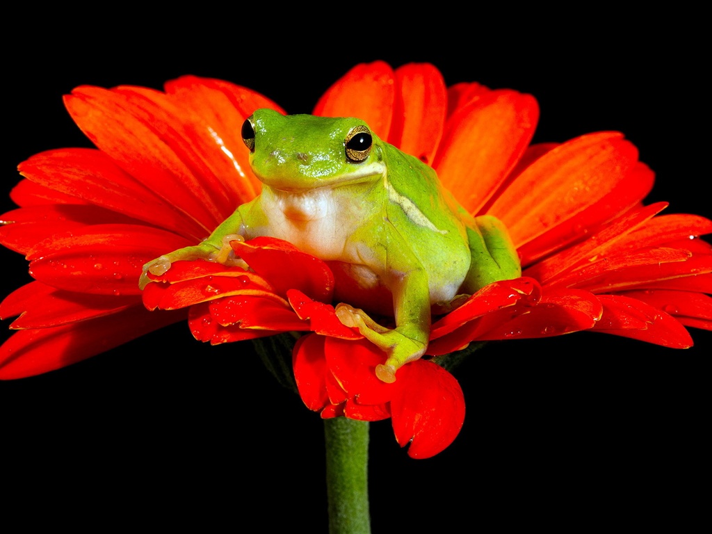 Tree Frogs On Flowers - HD Wallpaper 