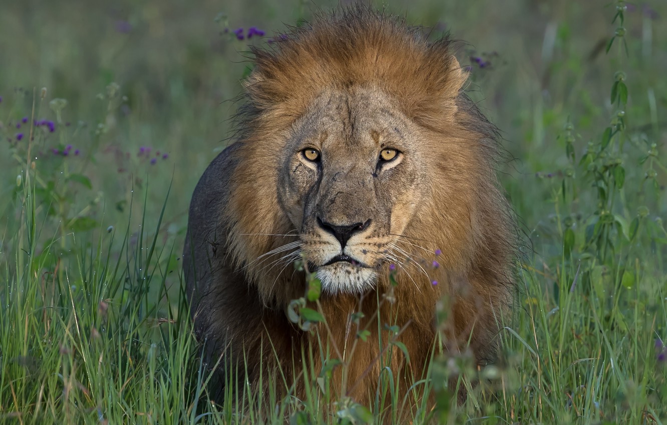 Photo Wallpaper Grass, Look, Face, Leo, Mane, The King - Masai Lion - HD Wallpaper 