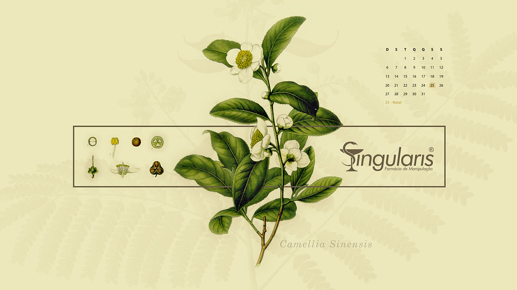 Uses Of Tea Plant - HD Wallpaper 