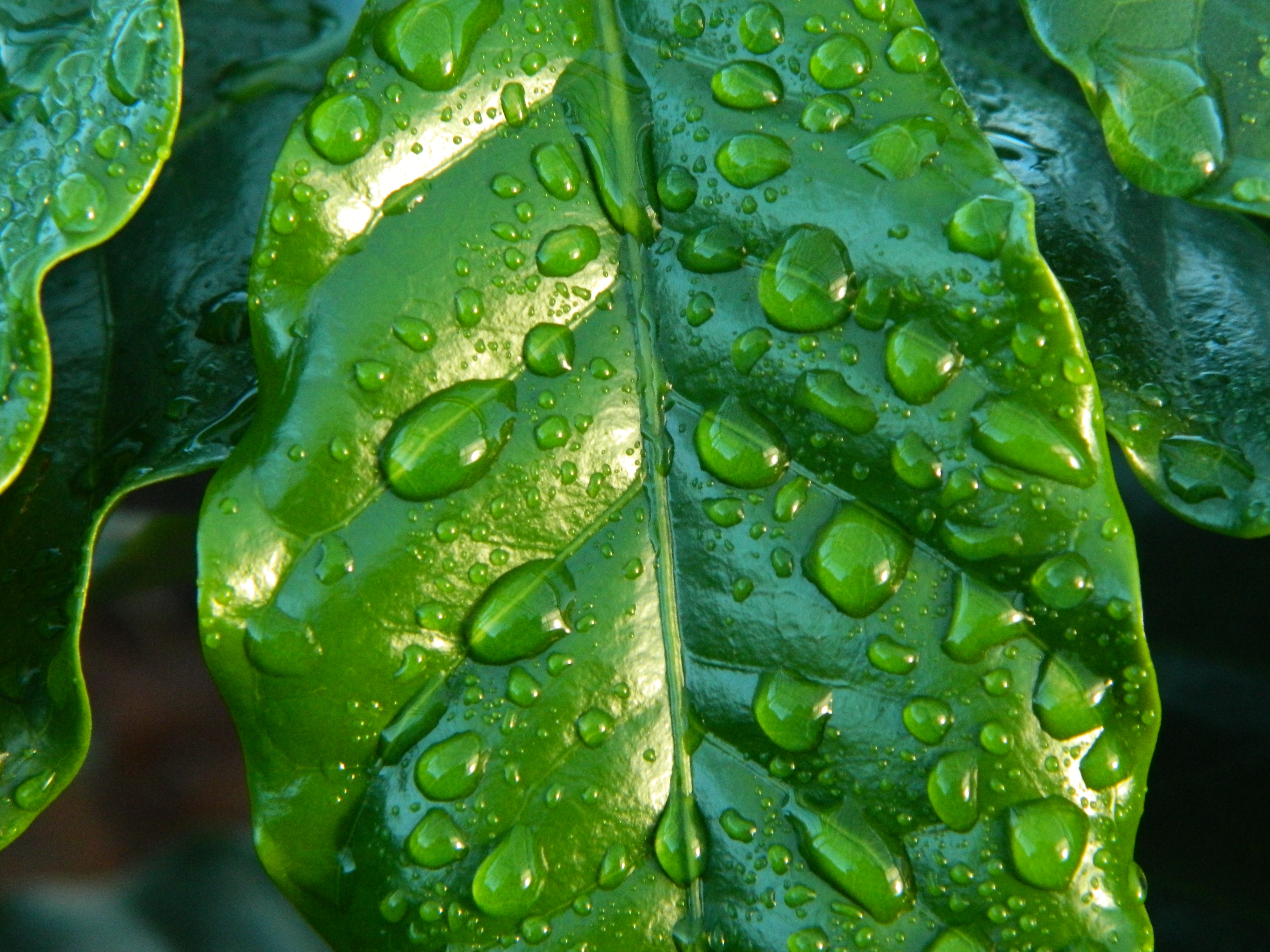 Wallpaper Leaf, Drop, Surface, Macro - Clarity In Photography - HD Wallpaper 