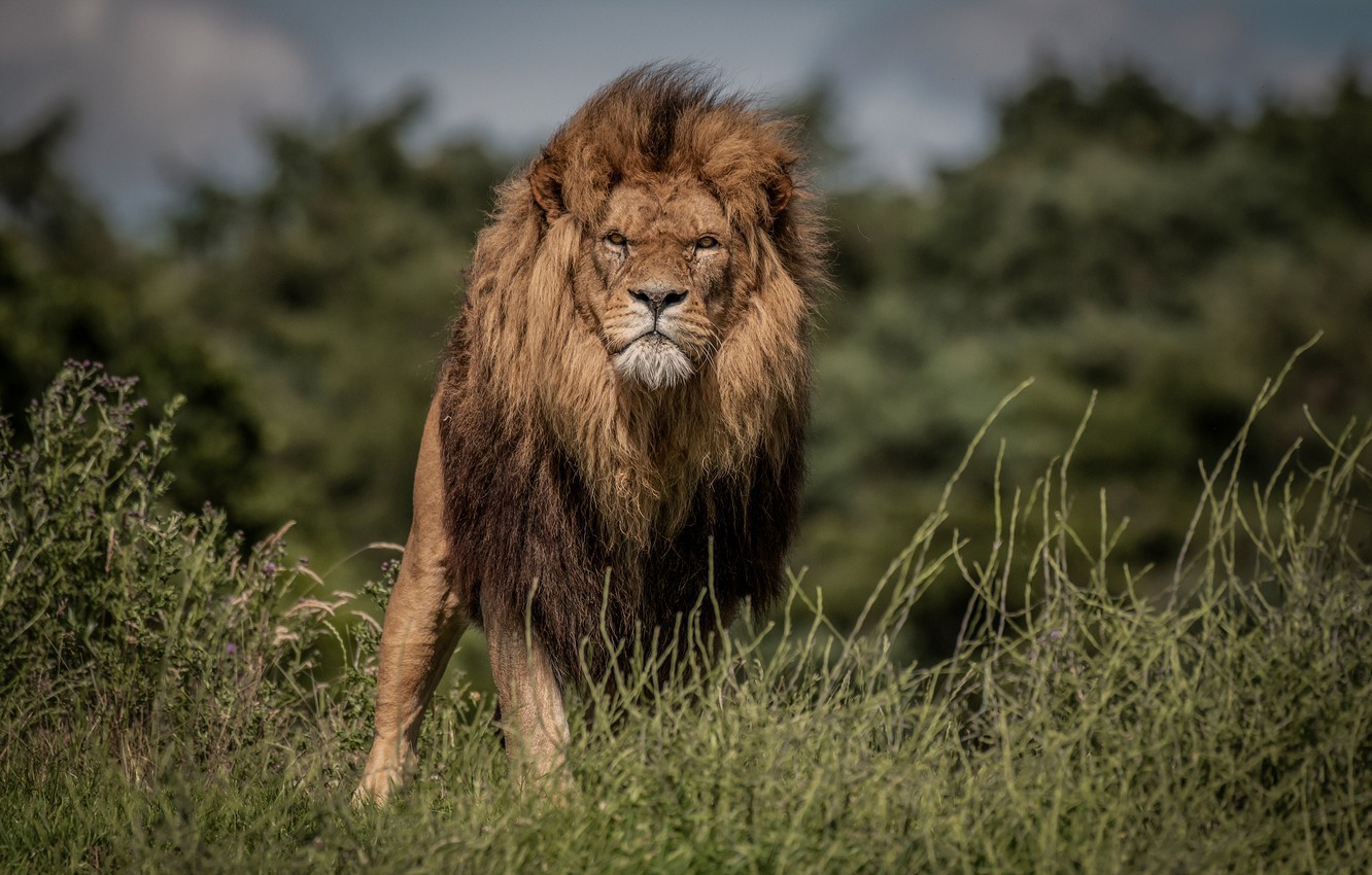 Photo Wallpaper Grass, Look, Leo, Mane, The King Of - Лев Взгляд - HD Wallpaper 