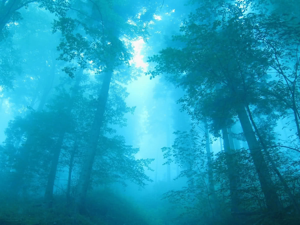 Blue Forest 1024x768 Wallpaper teahub.io