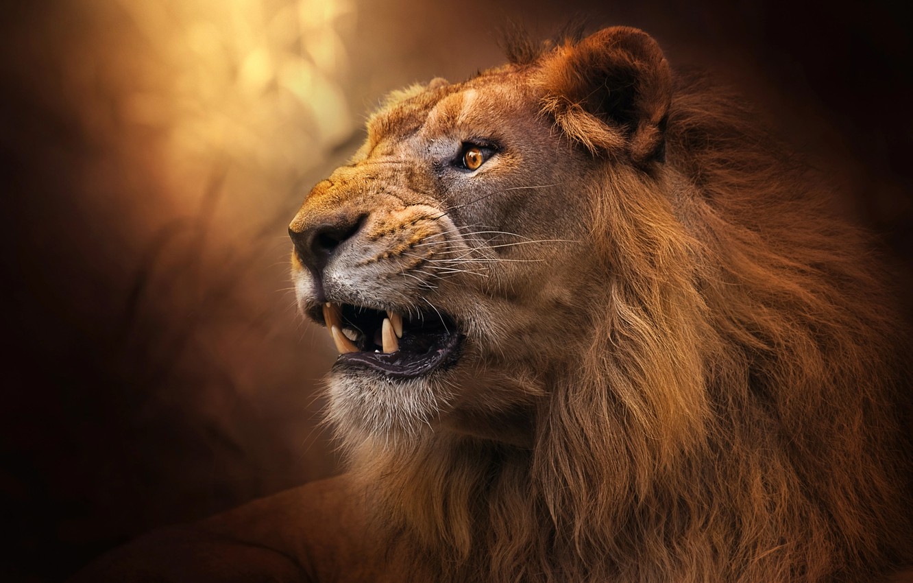 Photo Wallpaper Face, Leo, Wool, The King Of Beasts, - Roaring Lion - HD Wallpaper 