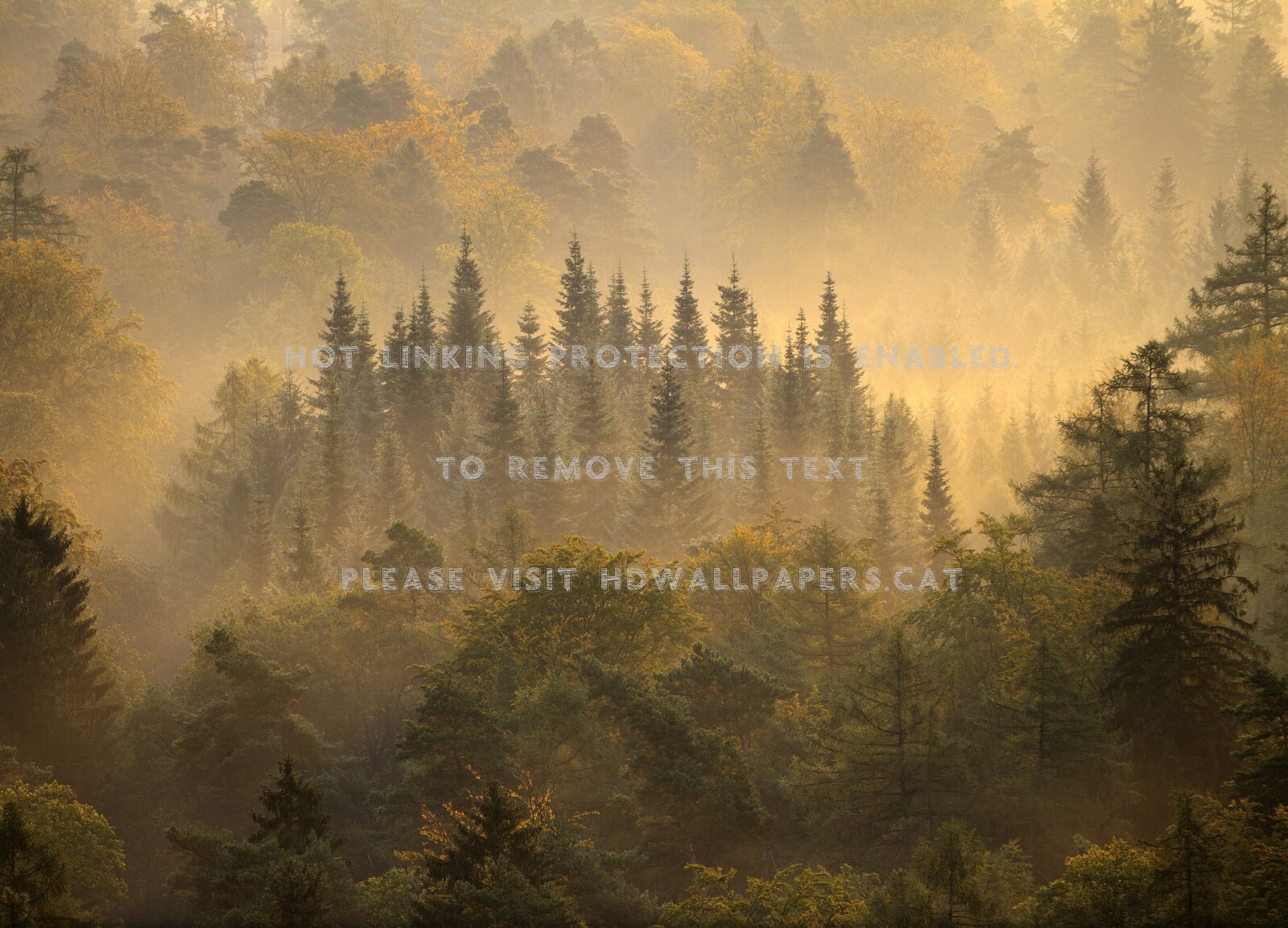 Floresta Luz Verde Nevoa Natureza Arvores - National Geographic Forest Photography - HD Wallpaper 