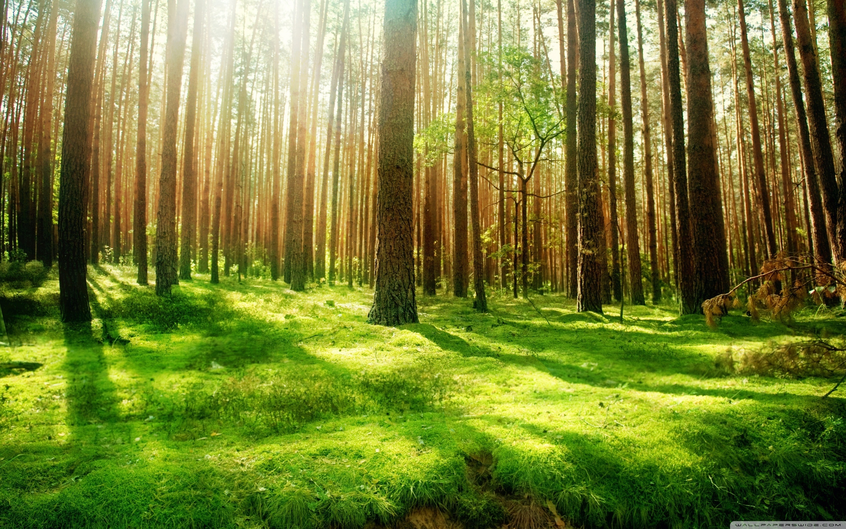 Scenery Forest - HD Wallpaper 