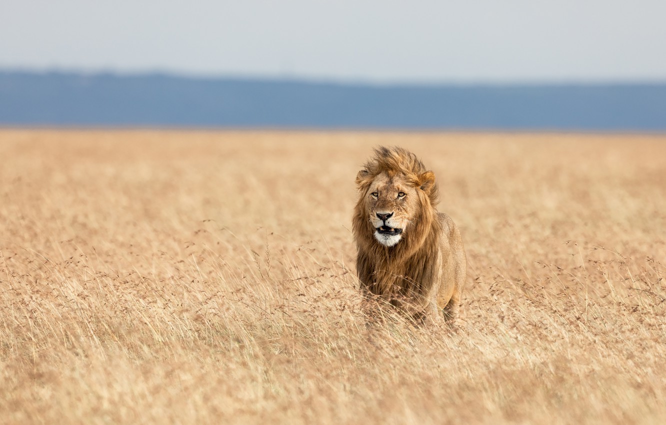 Photo Wallpaper Grass, Leo, The King Of Beasts, Savannah, - Leones Entre Las Hierbas - HD Wallpaper 