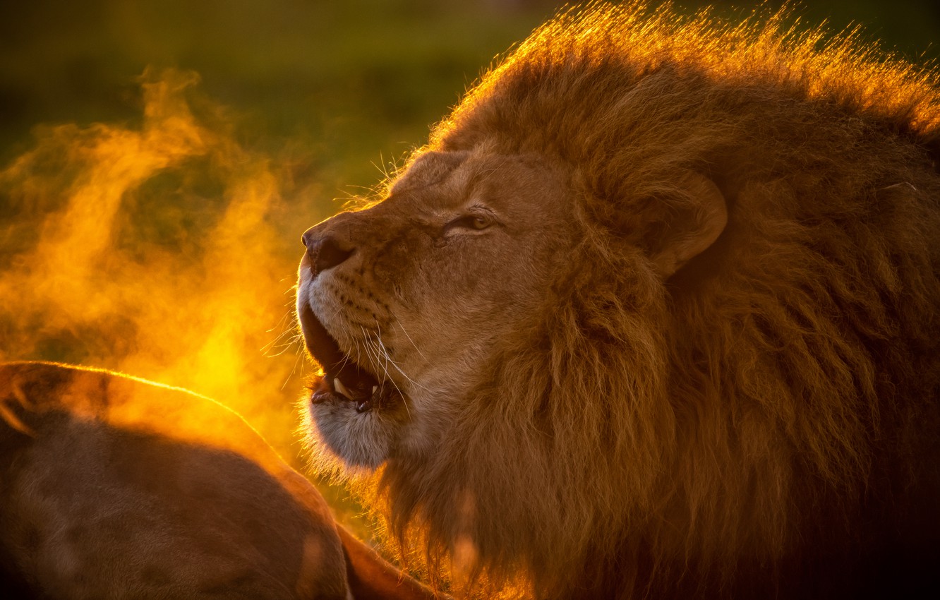 Photo Wallpaper Face, Portrait, Leo, Mane, The King - Lion Cover Youtube - HD Wallpaper 