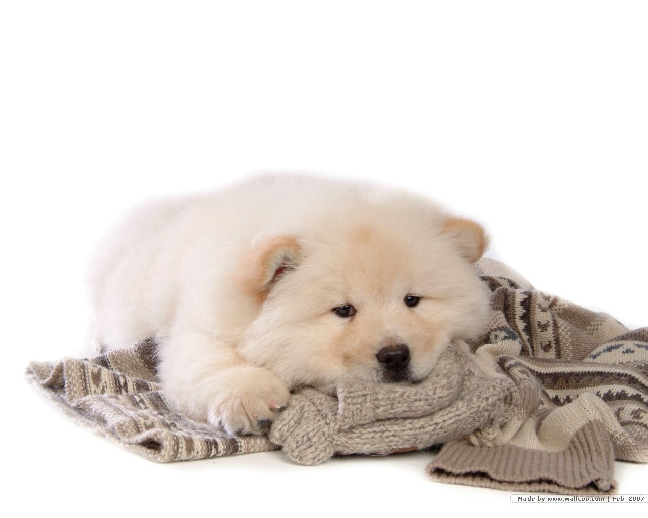Chow Chow Puppy Wallpaper - Chow Chow Puppy Background - HD Wallpaper 