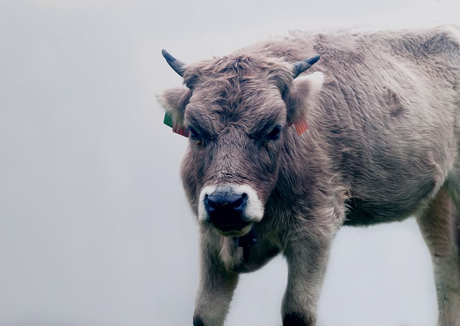 Spain, Lakes Of Covadonga, Toro, Bull, Vaca, Cow, Nature, - Calf - HD Wallpaper 