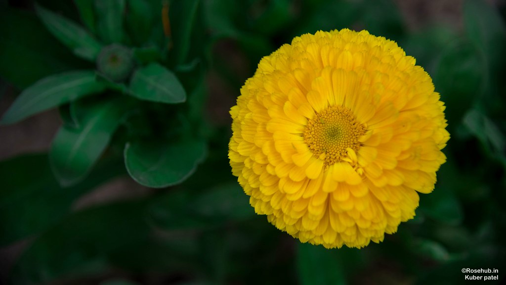 English Marigold - HD Wallpaper 