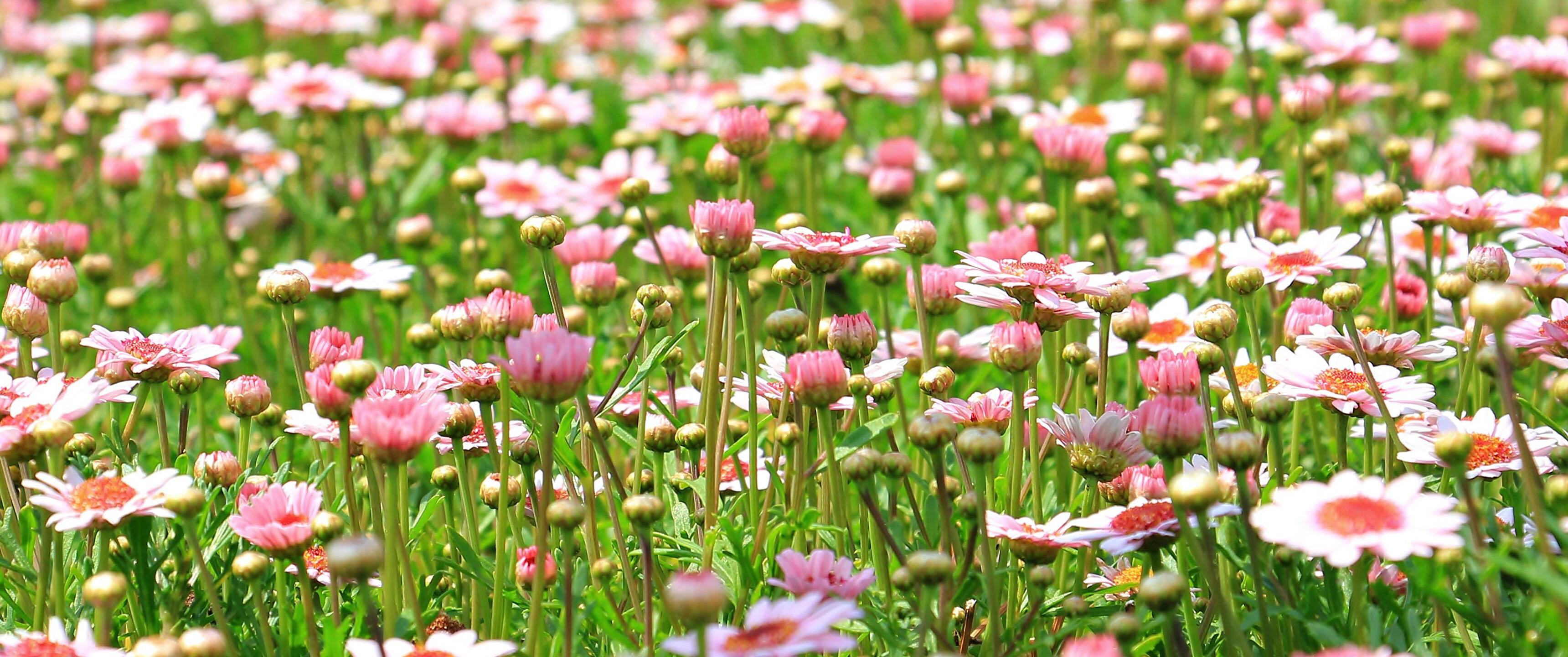 Pink Blooms In A Meadow Wallpaper - HD Wallpaper 