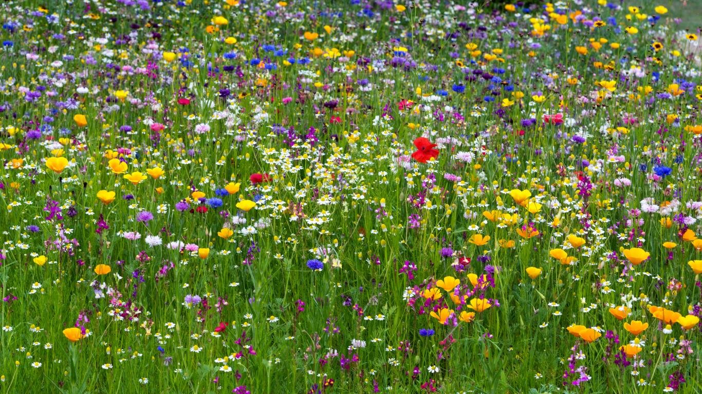 Awesome Meadow Free Wallpaper Id - Луговые Травы - HD Wallpaper 