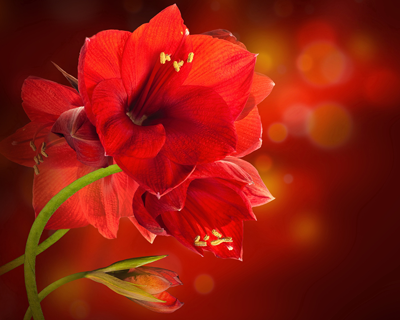 Amaryllis Flower - HD Wallpaper 