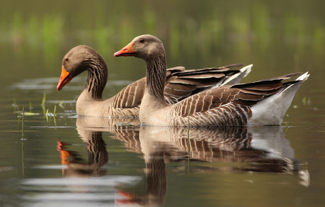 Photo Wallpaper Water, Birds, Reflection, Pair, Grey, - Greylag Goose - HD Wallpaper 
