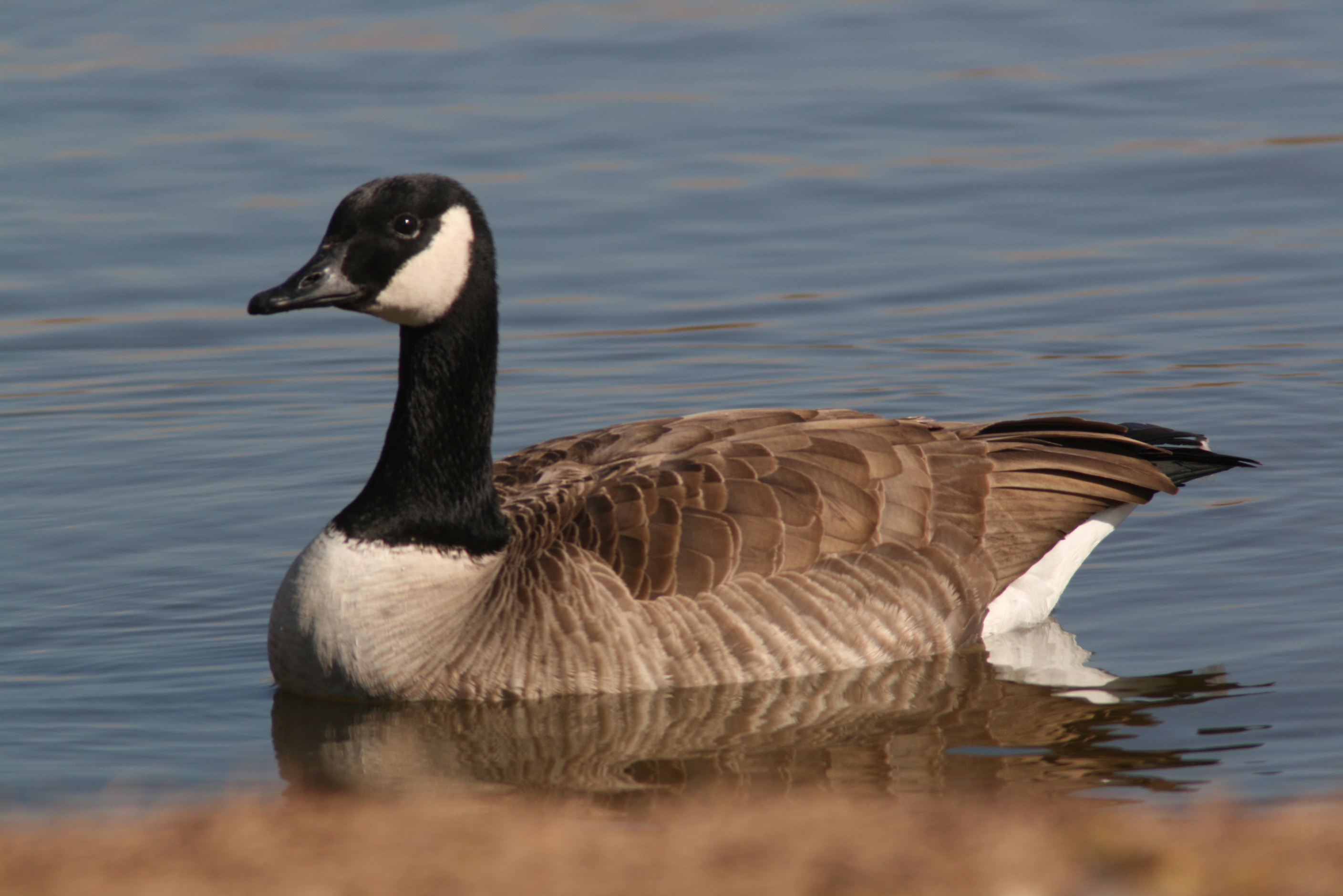 Canada Goose Bird On The Water - HD Wallpaper 