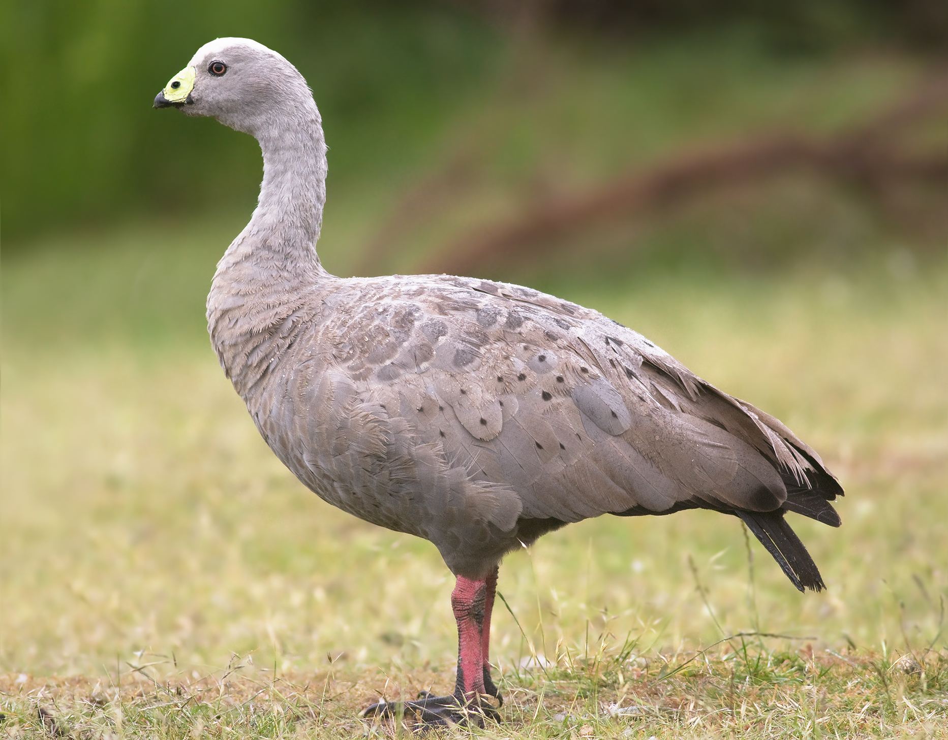 Goose Backgrounds, Compatible - Cape Barren Goose - HD Wallpaper 