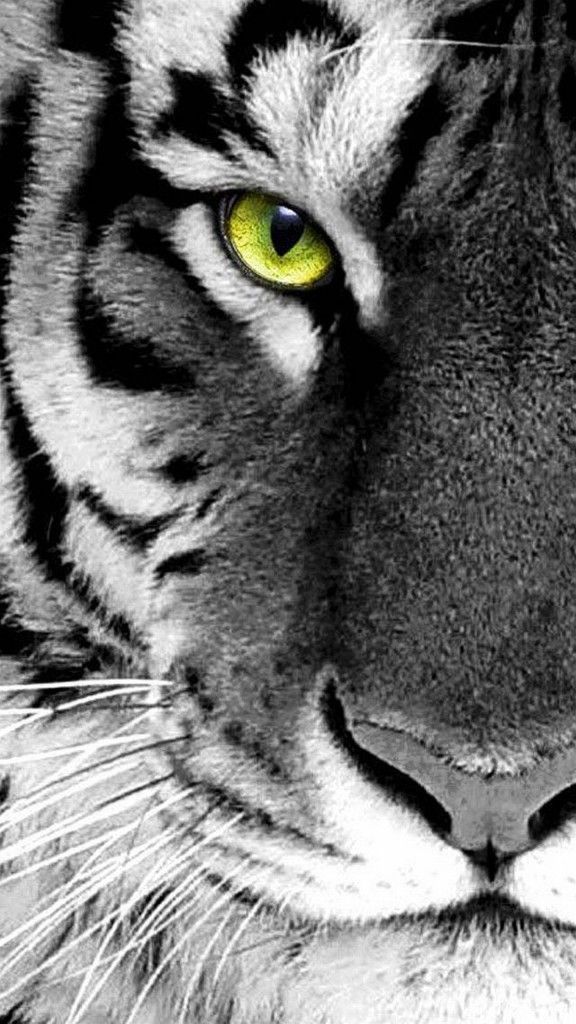 White Tiger Hd Wallpaper Iphone - HD Wallpaper 