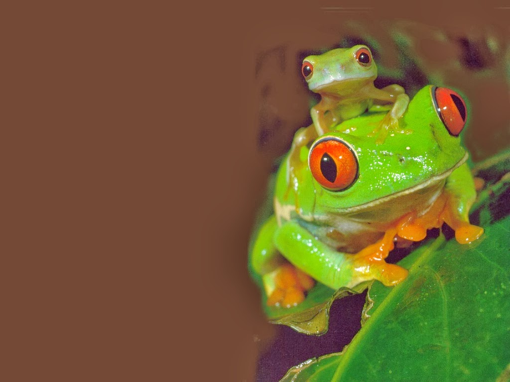 Frog Wallpaper Hd - Big Frog And Little Frog - HD Wallpaper 