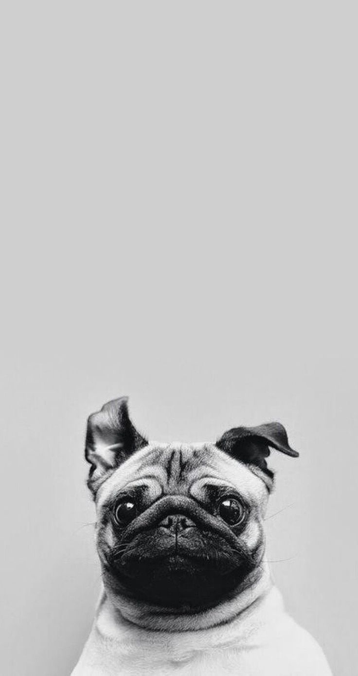Perro Pug Fondos De Pantalla - HD Wallpaper 
