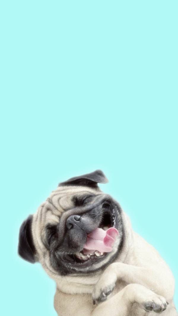 Pug, Wallpaper, Wallpapers - Lock Screen Dog Wallpaper Phone - 600x1064 Wallpaper Pug, Wallpaper, Wallpapers - Lock Screen Dog Wallpaper Phone - 600x1064 Wallpaper