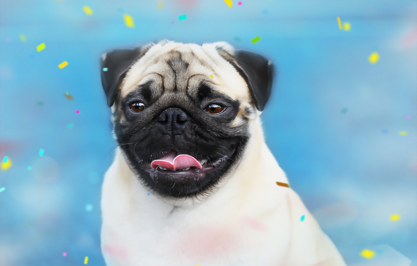 Photo Wallpaper Language, Background, Dog, Pug, Face - Animals With A Blue Background - HD Wallpaper 