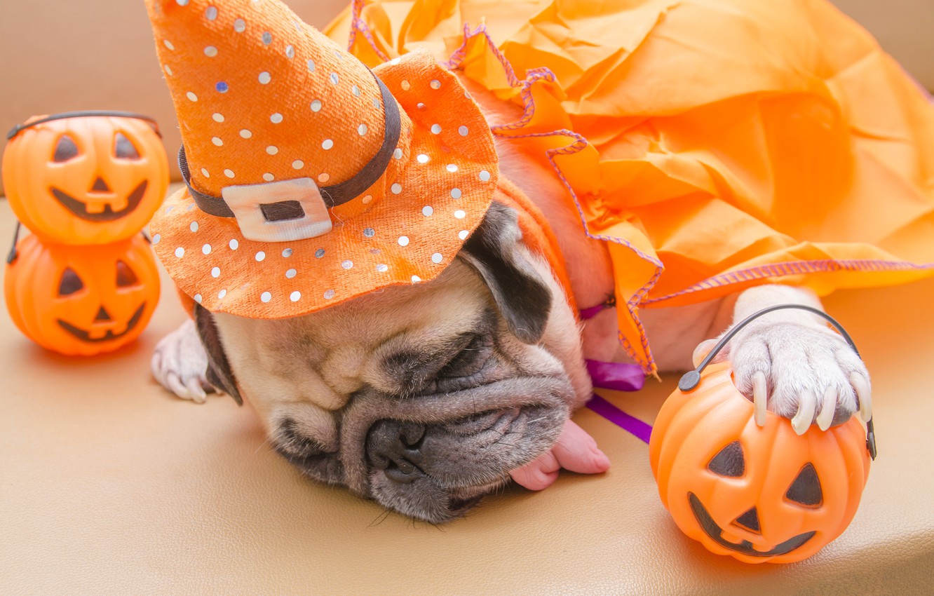 Photo Wallpaper Toys, Hat, Costume, Pug, Halloween, - Cute Halloween Dogs - HD Wallpaper 