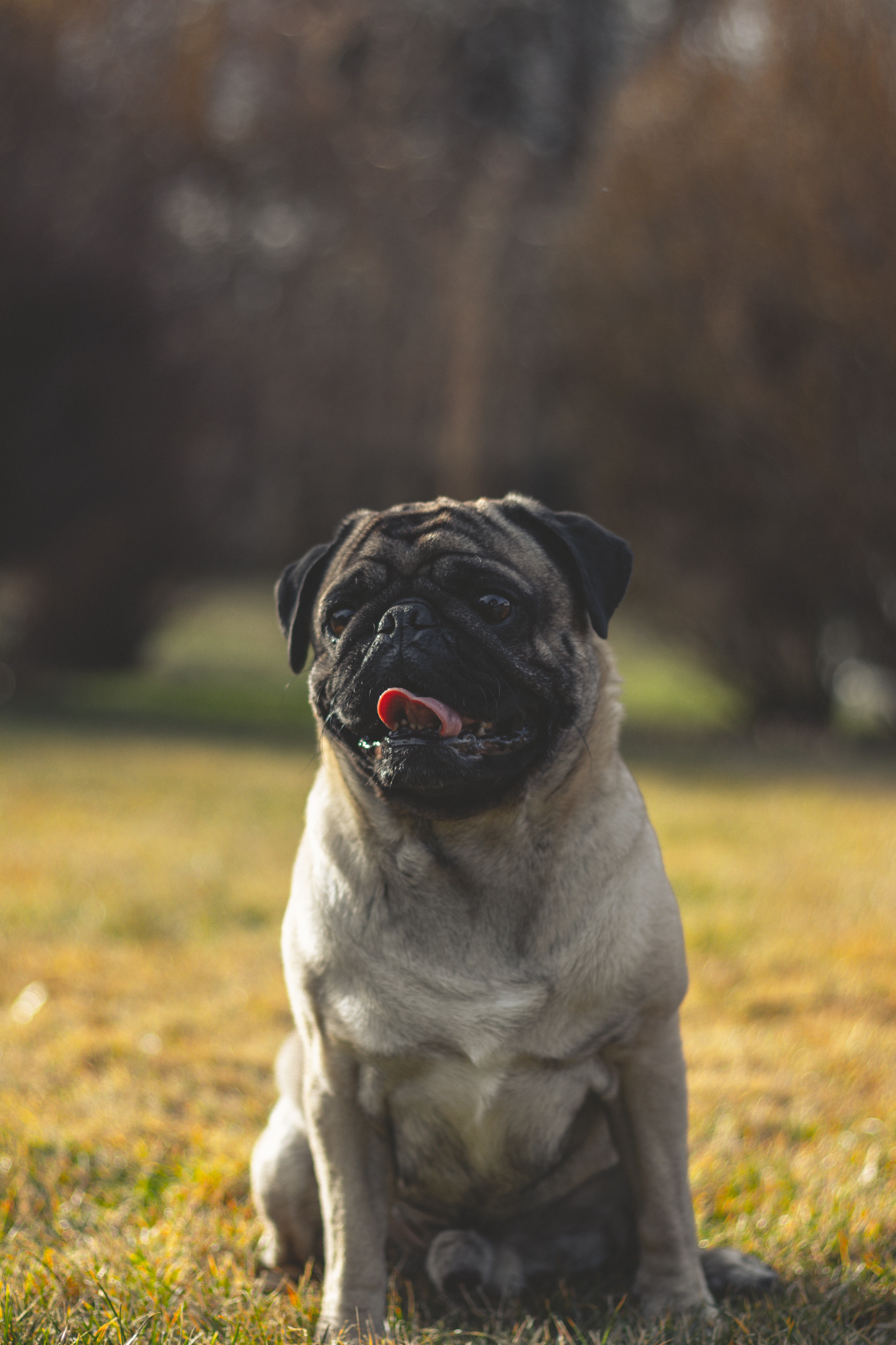 Ảnh Nền Điện Thoại Chó Pug - HD Wallpaper 