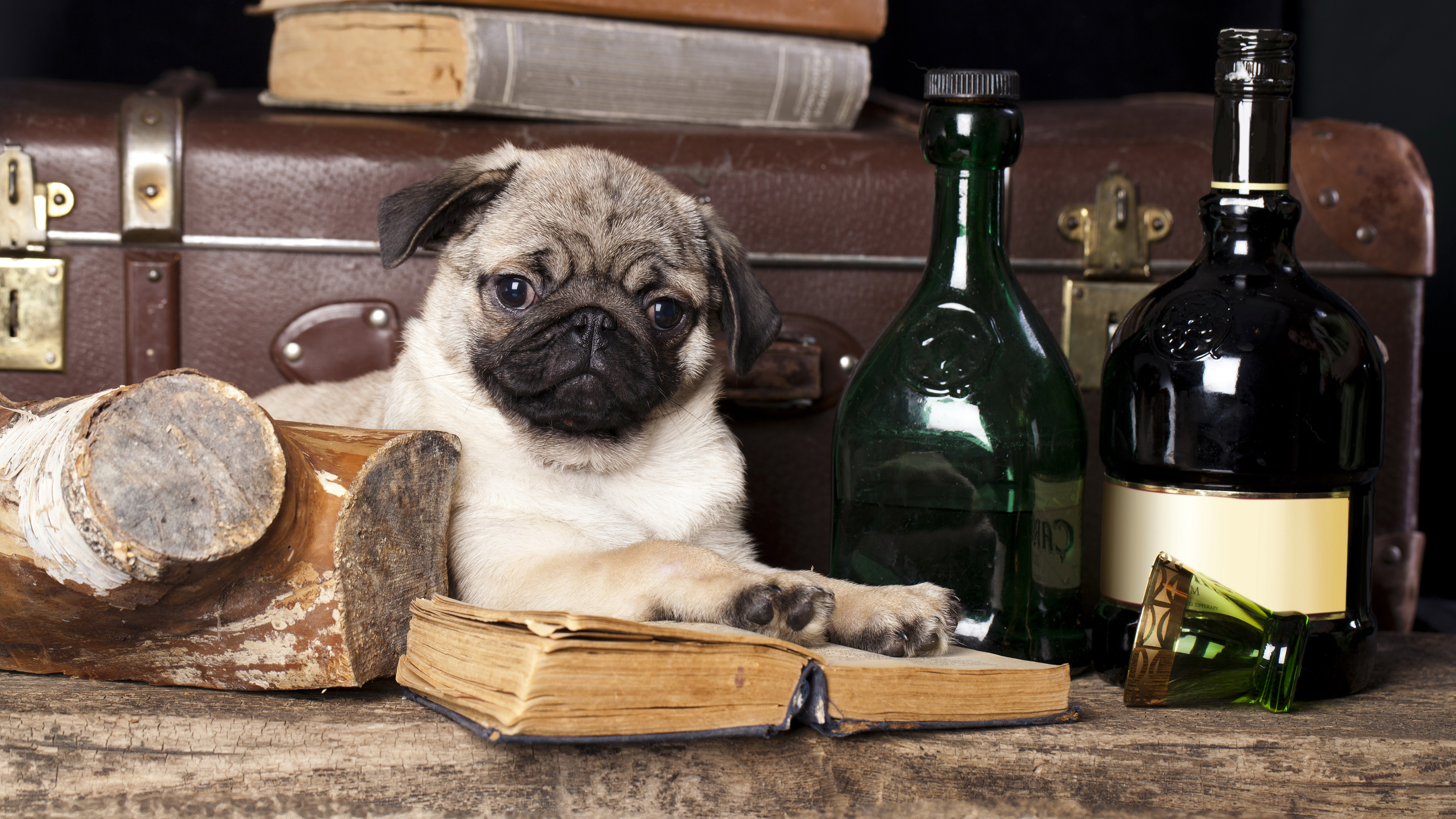 Dog With A Liquor Bottle - HD Wallpaper 