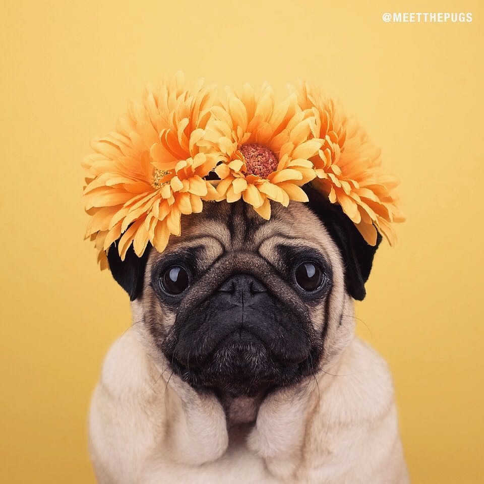 Fondos De Pantalla De Perros Pug - HD Wallpaper 