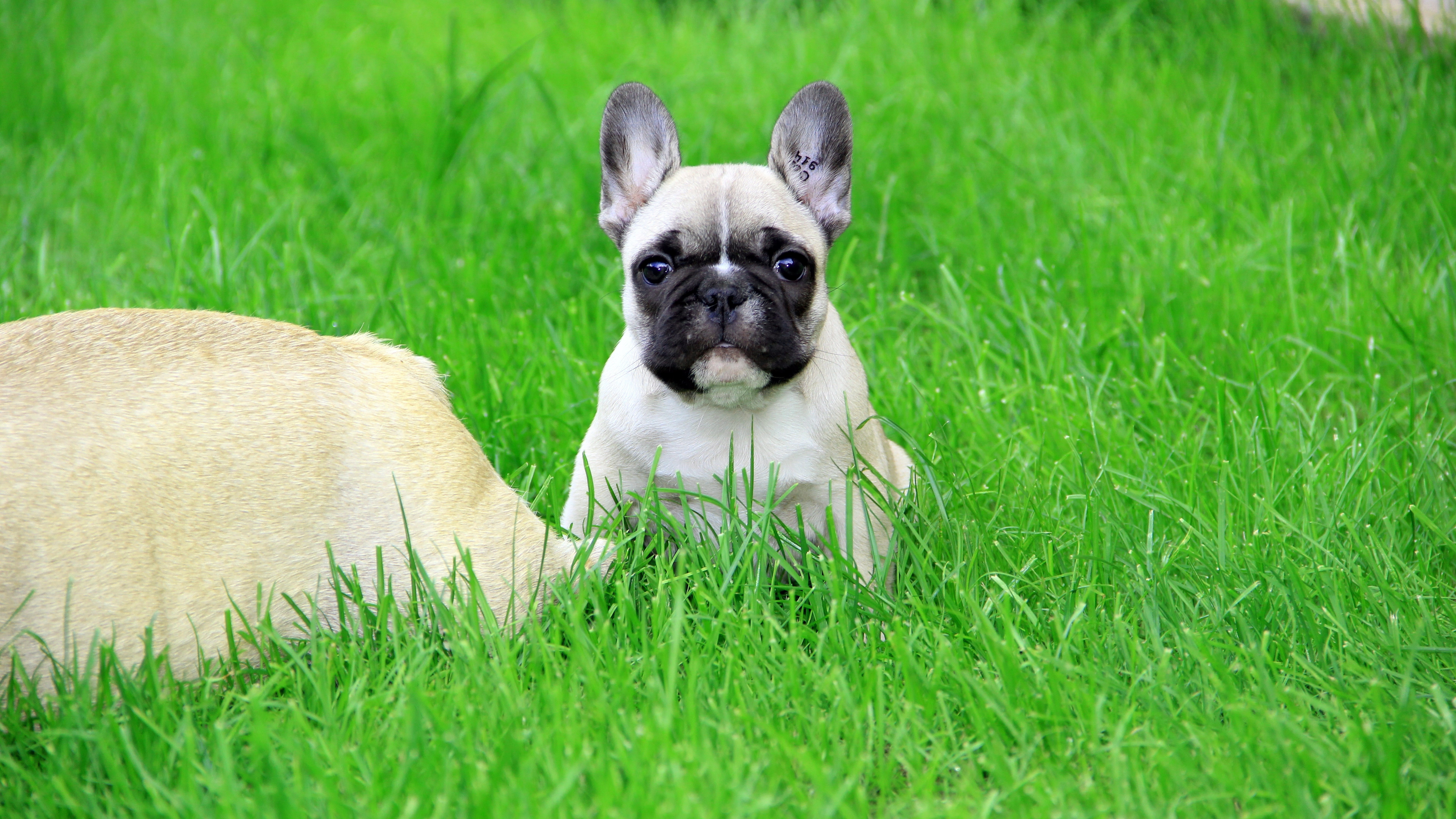 French Bulldog Wallpaper For Mac - HD Wallpaper 