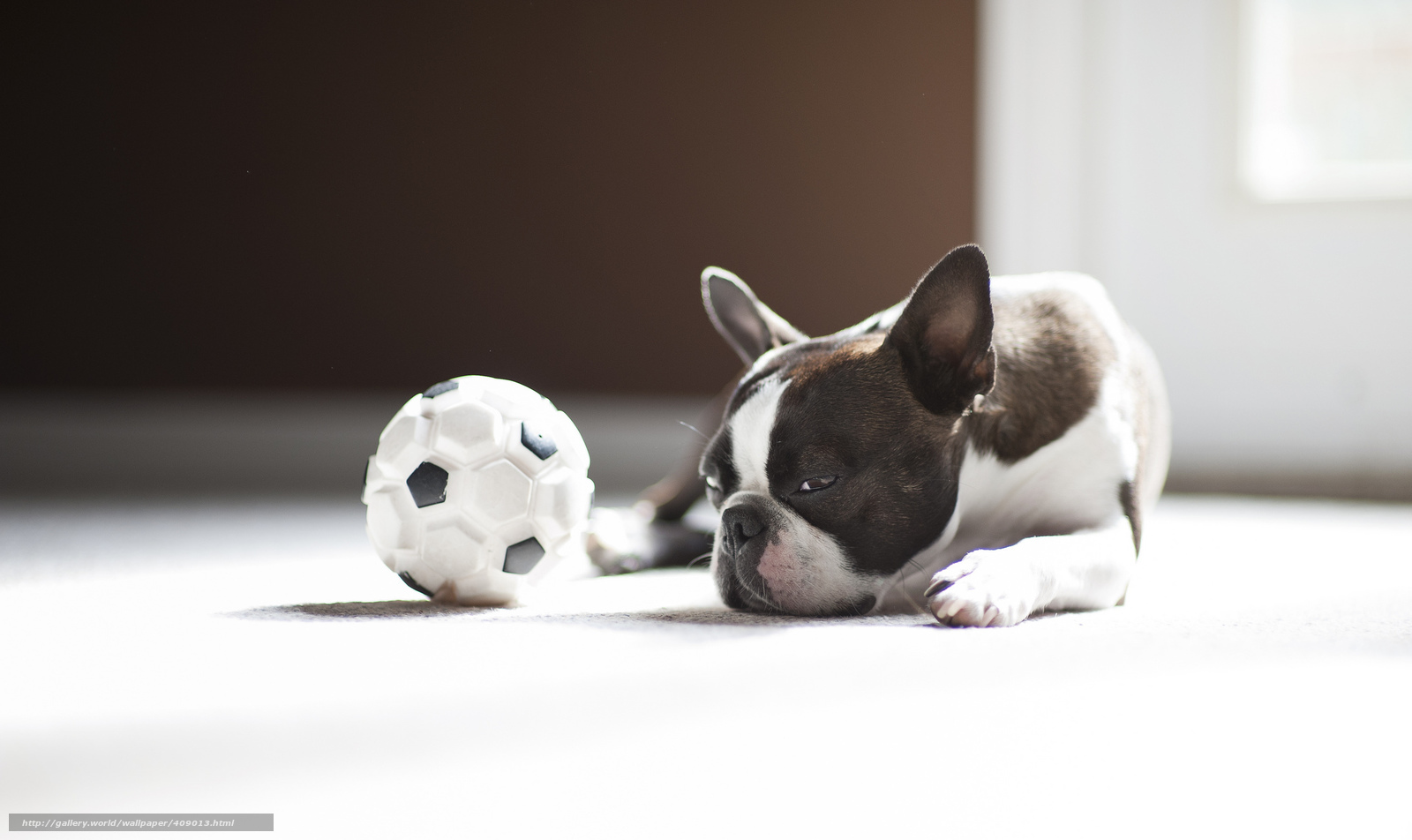 Download Wallpaper Dog, Ball, Pug Free Desktop Wallpaper - French Bulldog Wallpaper Hd - HD Wallpaper 