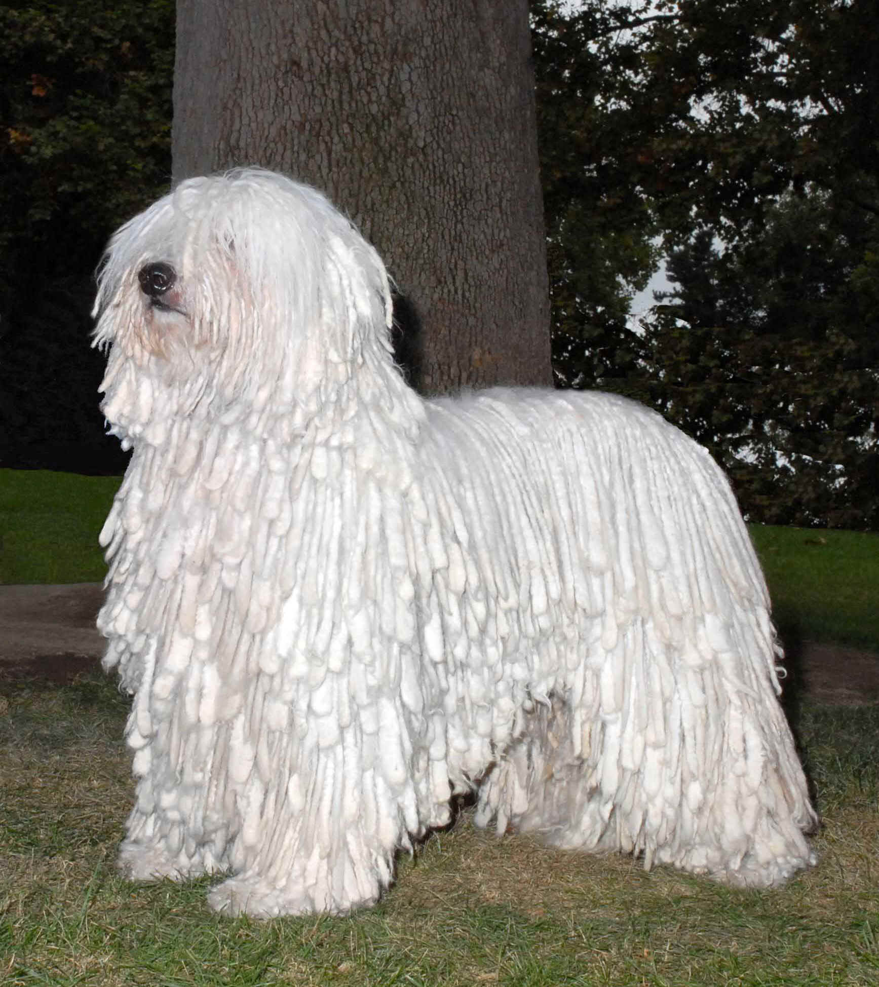 White Komondor Dog Near The Tree Wallpaper - Mob Komondor Dog - HD Wallpaper 