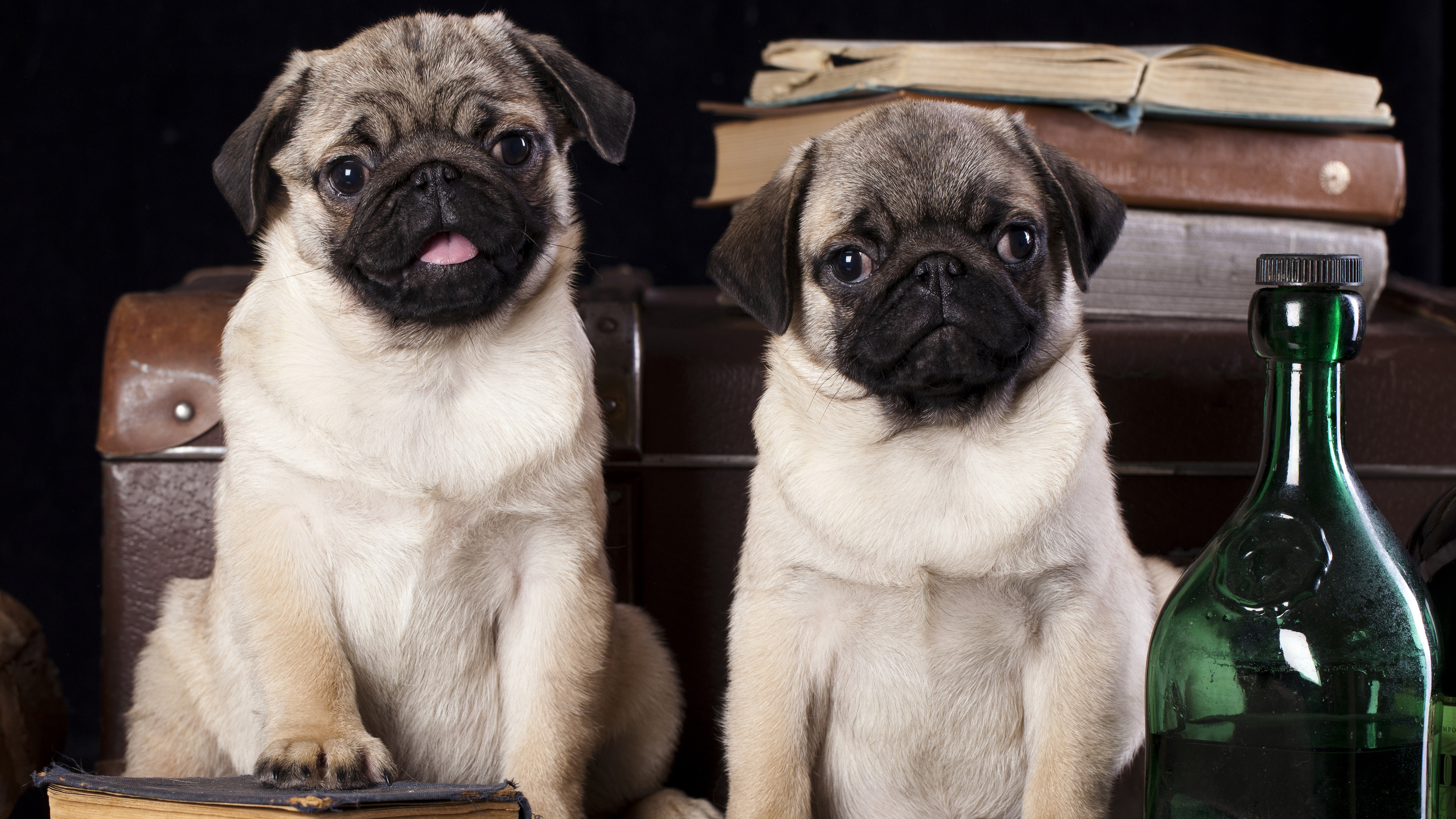 Pug - HD Wallpaper 