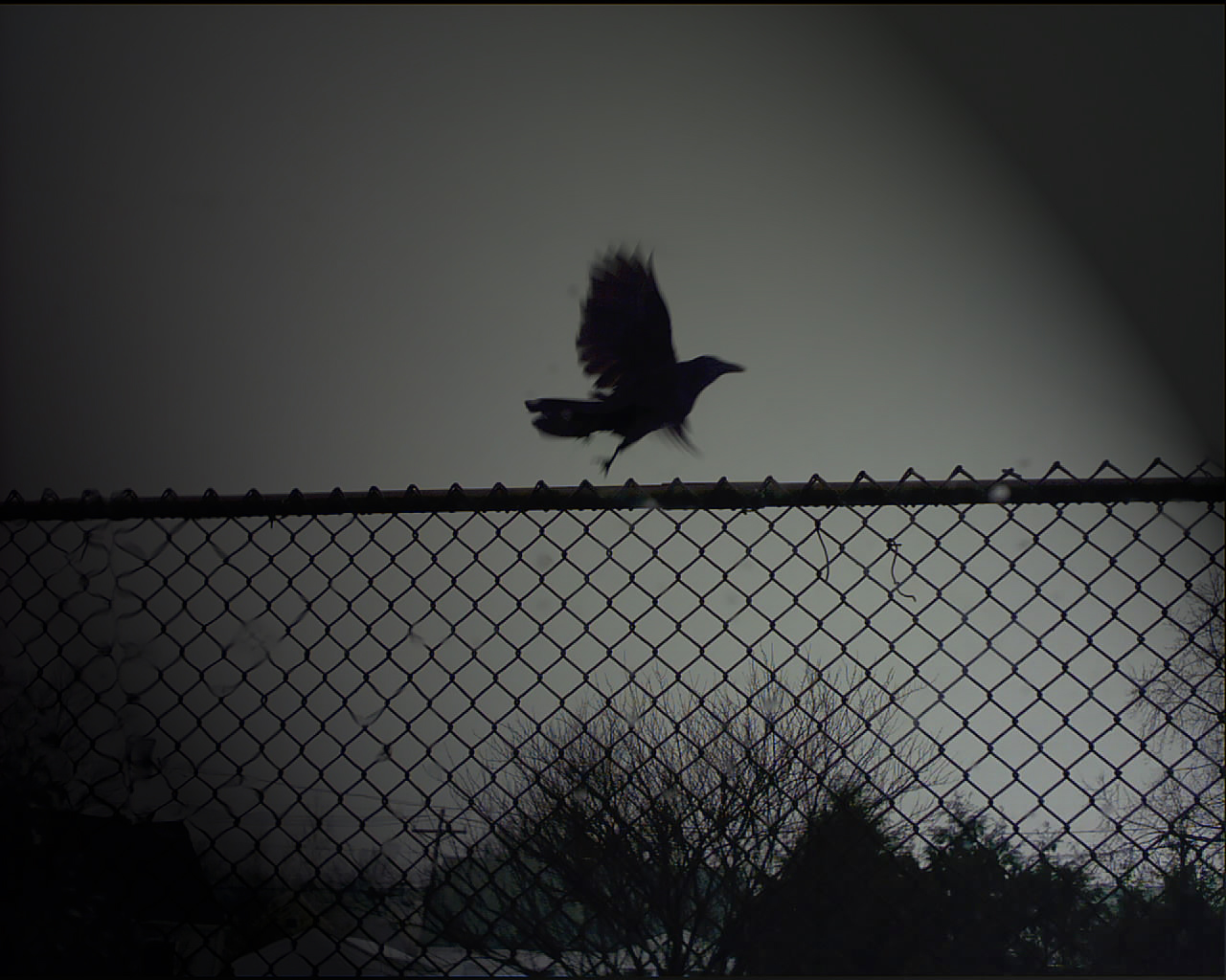 Full Hd Manga Test - Sad Bird In Dark - 1280x1024 Wallpaper Full Hd Manga Test - Sad Bird In Dark - 1280x1024 Wallpaper