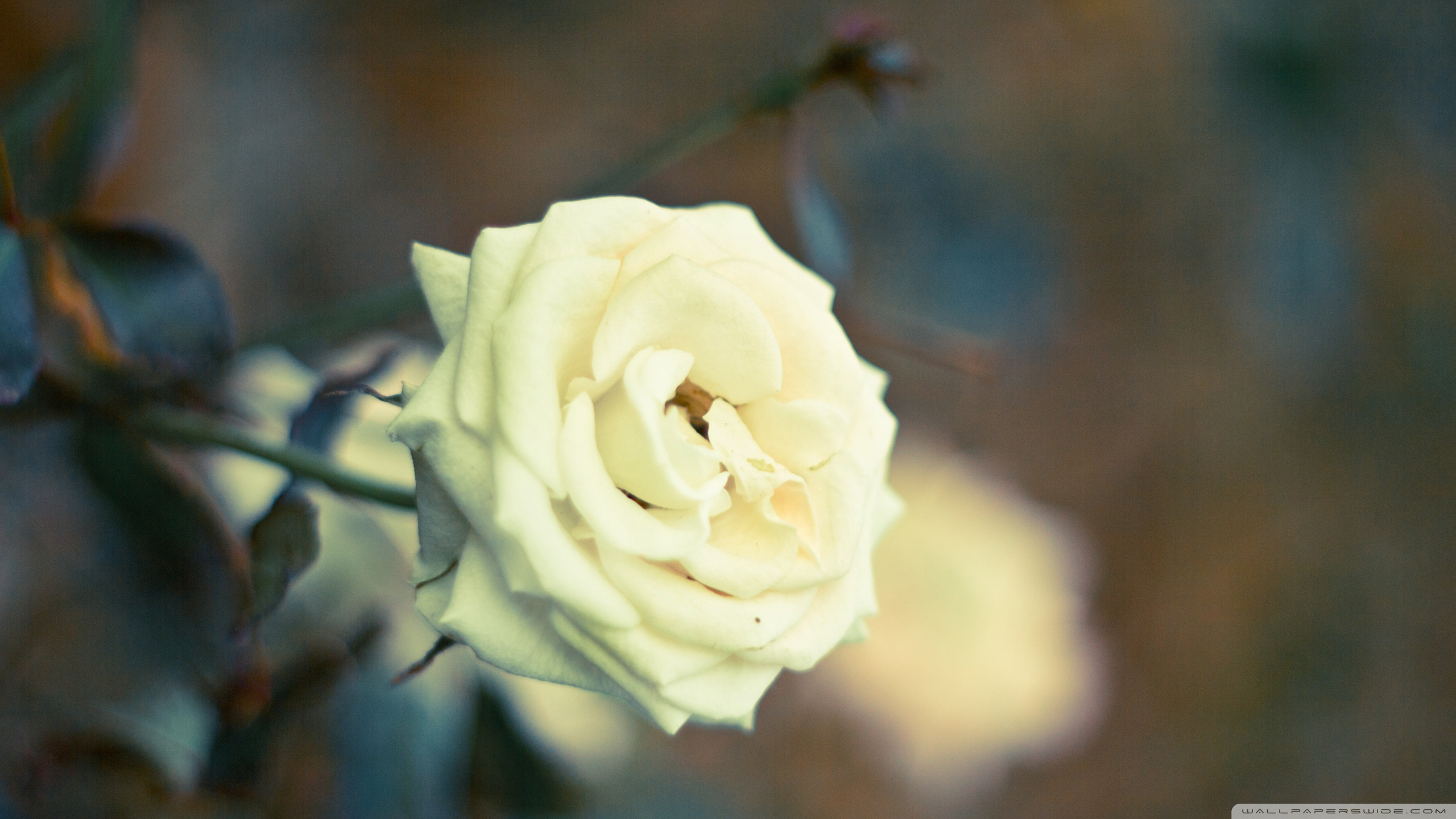 Beautiful White Rose Hd 2560x1440 Wallpaper Teahub Io