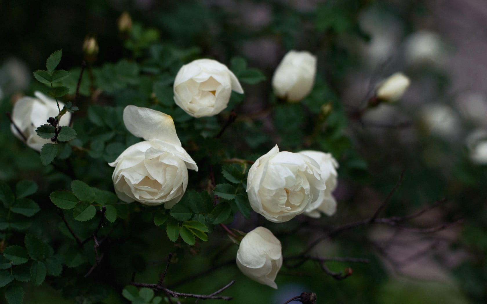 White Rose Hd Wallpaper - HD Wallpaper 